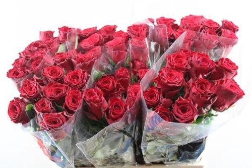 Rosa grootbloemig Rhodos