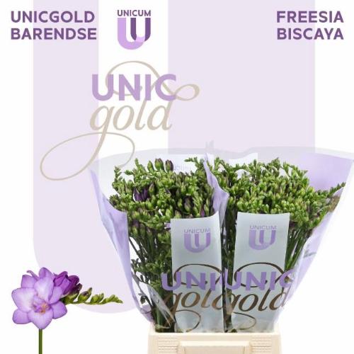 Freesia dubbelbloemig 'Biscaya'