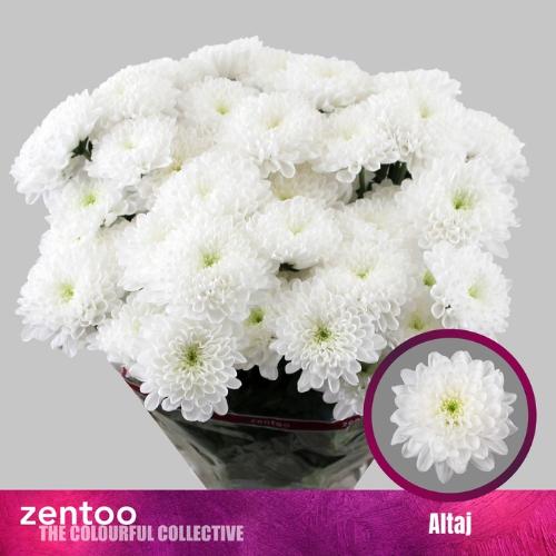 Chrysanthemum( Indicum Grp) tros Altaj