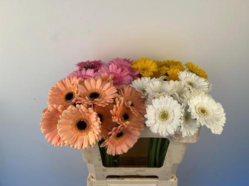 Gerbera mini gemengd