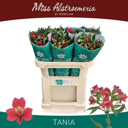 Alstroemeria Tania