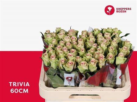 Rosa grootbloemig Trivia