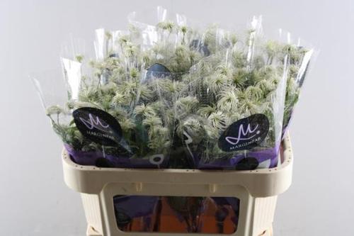 Clematis (Diversifolia Grp) Amazing Kibo (zaadpluis)