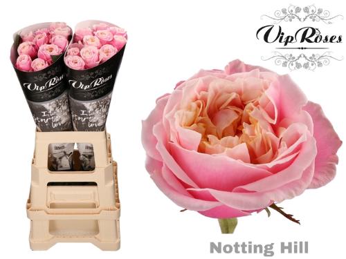 Rosa grootbloemig Notting Hill