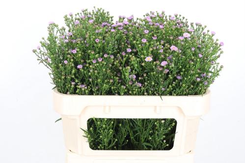 Aster Novi-belgii Grp 'Painted Lady'