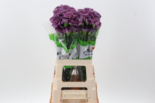 Dianthus standaard Hypnosis