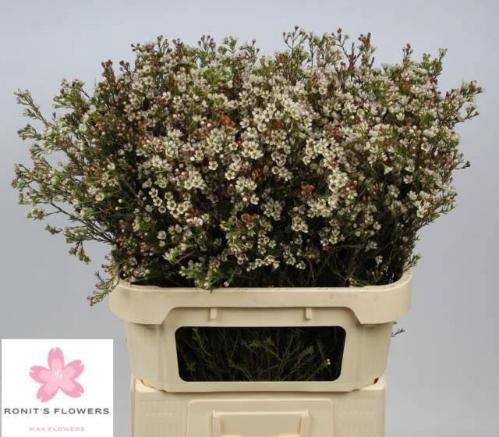 Chamelaucium 'Blondie'