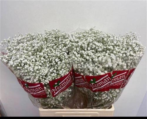 Gypsophila paniculata 'Mirabella'