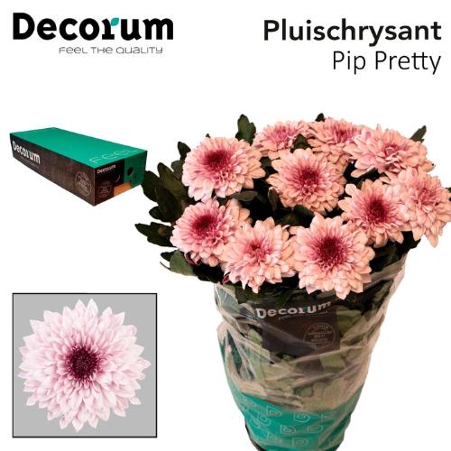 Chrysanthemum (Indicum Grp) geplozen Pip Pretty