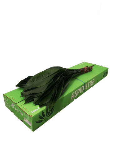 Aspidistra elatior per bos