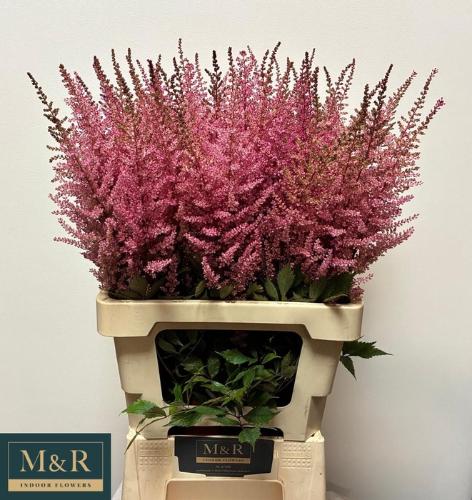 Astilbe Arendsii Grp 'Erika'