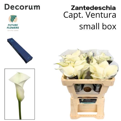 Zantedeschia 'Captain Ventura'