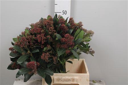 Skimmia per bos japonica 'Rubella'