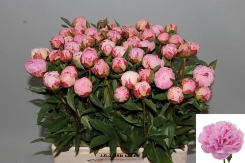 Paeonia Lactiflora Grp 'Sarah Bernhardt'