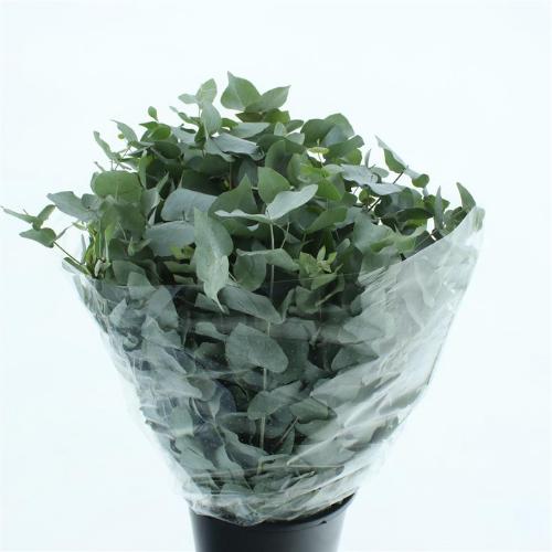 Eucalyptus per bos cinerea