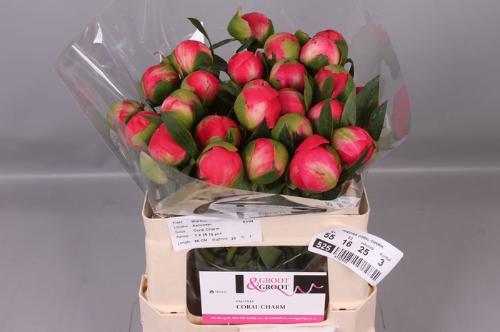 Paeonia Lactiflora Grp 'Coral Charm'