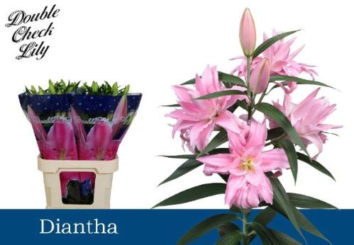 Lilium (Oriental Grp) dubbel 'Diantha'