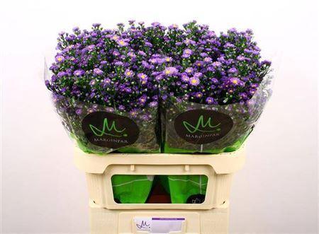 Aster (Novi-belgii Grp) Teeny Tiny Blue