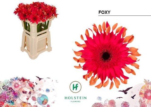 Gerbera grootbloemig krulvormig Big Gerpasta Foxy