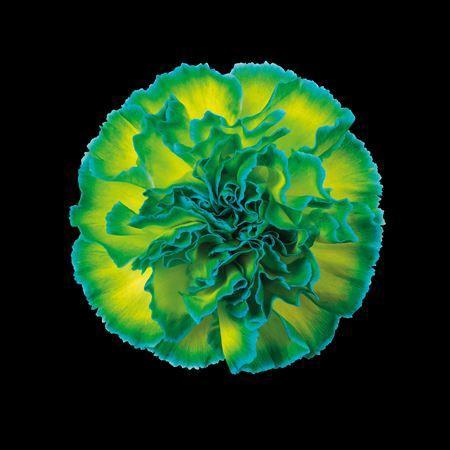 Dianthus standaard kleurbehandeld H%