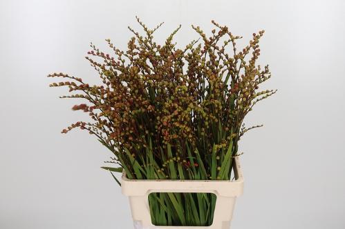 Crocosmia met bes overig