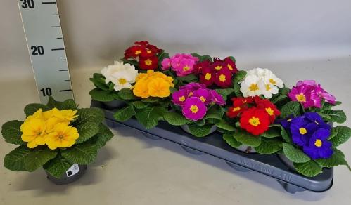 Primula Acaulis Grp gemengd