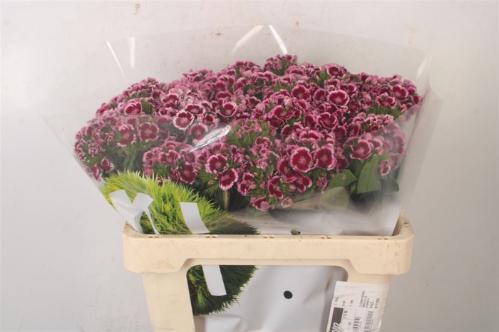 Dianthus barbatus Kiwi Polka Maroon