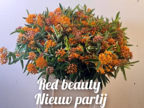 Asclepias tuberosa 'Red Beauty'