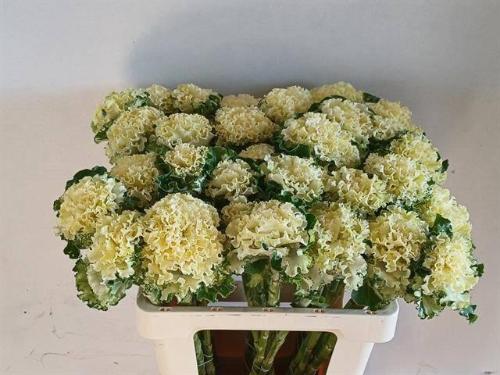 Brassica oleracea 'Crane Ruffle White'