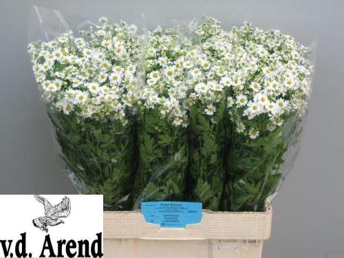 Tanacetum parthenium 'Single Vegmo'