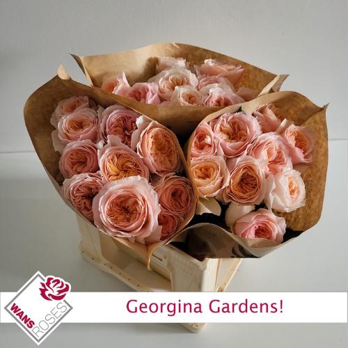 Rosa grootbloemig Georgina Gardens!
