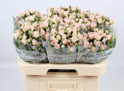 Rosa tros Severina