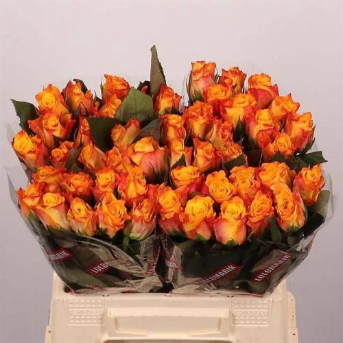 Rosa grootbloemig Marie-Claire!