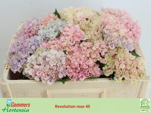 Hydrangea macrophylla Magical Revolution (roze)
