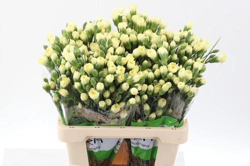 Dianthus tros Xanthe