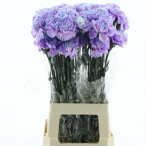 Dianthus standaard kleurbehandeld H%