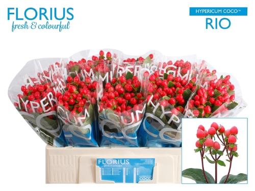 Hypericum Coco Rio