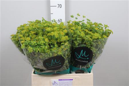 Bupleurum griffithii