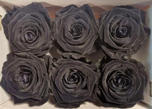 Rosa grootbloemig kleurbehandeld H%