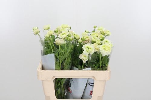 Ranunculus Butterfly Ariadne