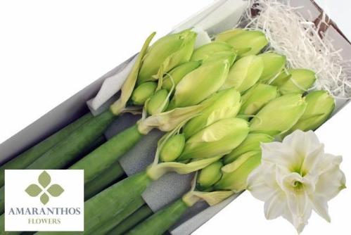 Hippeastrum (Double Galaxy Grp) 'White Symphony'