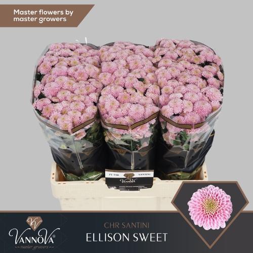 Chrysanthemum (Indicum Grp) tros santini Ellison Sweet