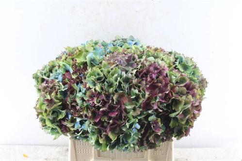 Hydrangea overig