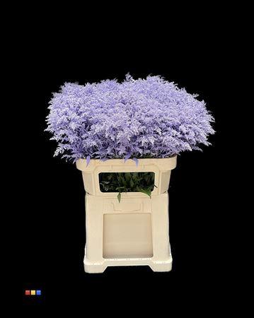 Solidago kleurbehandeld H%