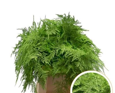 Asparagus overig kleurbehandeld H%