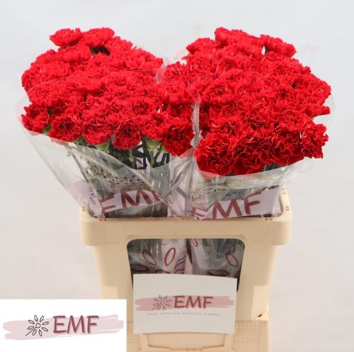 Dianthus standaard Hambury
