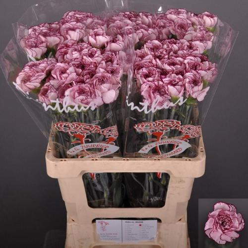 Dianthus standaard Damascus