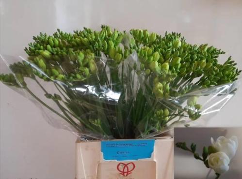 Freesia dubbel Essence