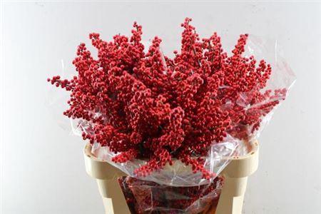 Ilex verticillata