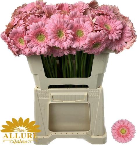 Gerbera mini Juna